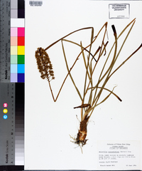 Amianthium muscitoxicum image