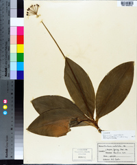 Clintonia umbellulata image