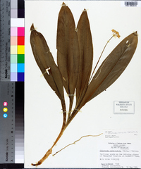 Clintonia borealis image