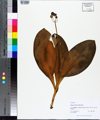 Clintonia borealis image