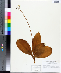 Clintonia borealis image