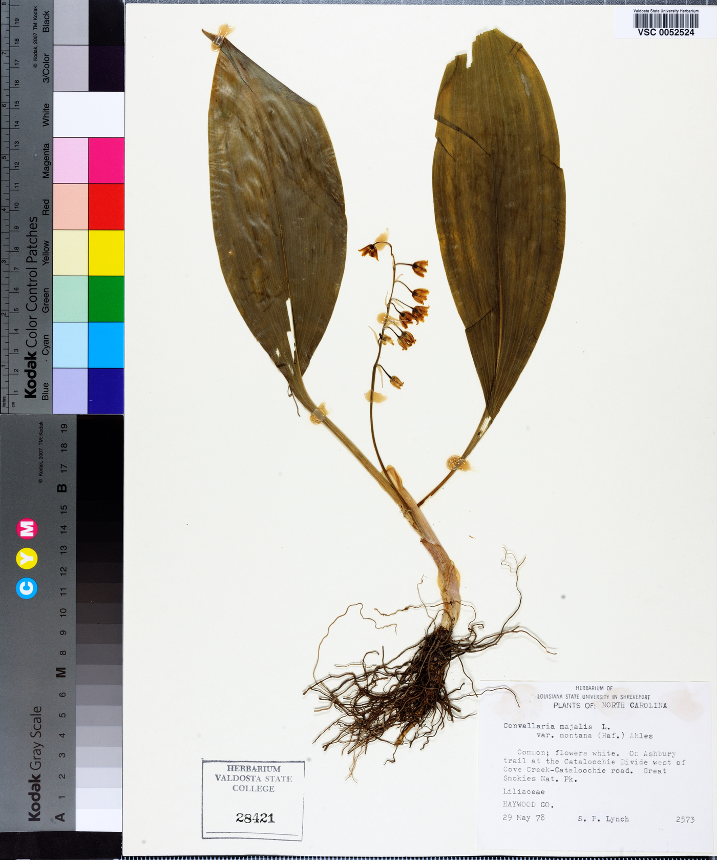 Convallaria majuscula image