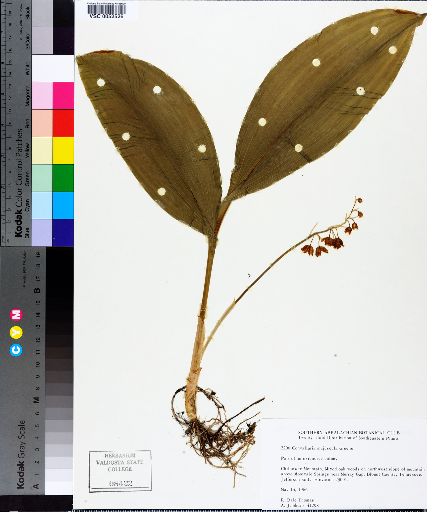 Convallaria majuscula image