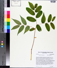 Disporum lanuginosum image