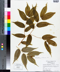 Disporum lanuginosum image