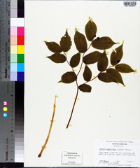 Disporum lanuginosum image