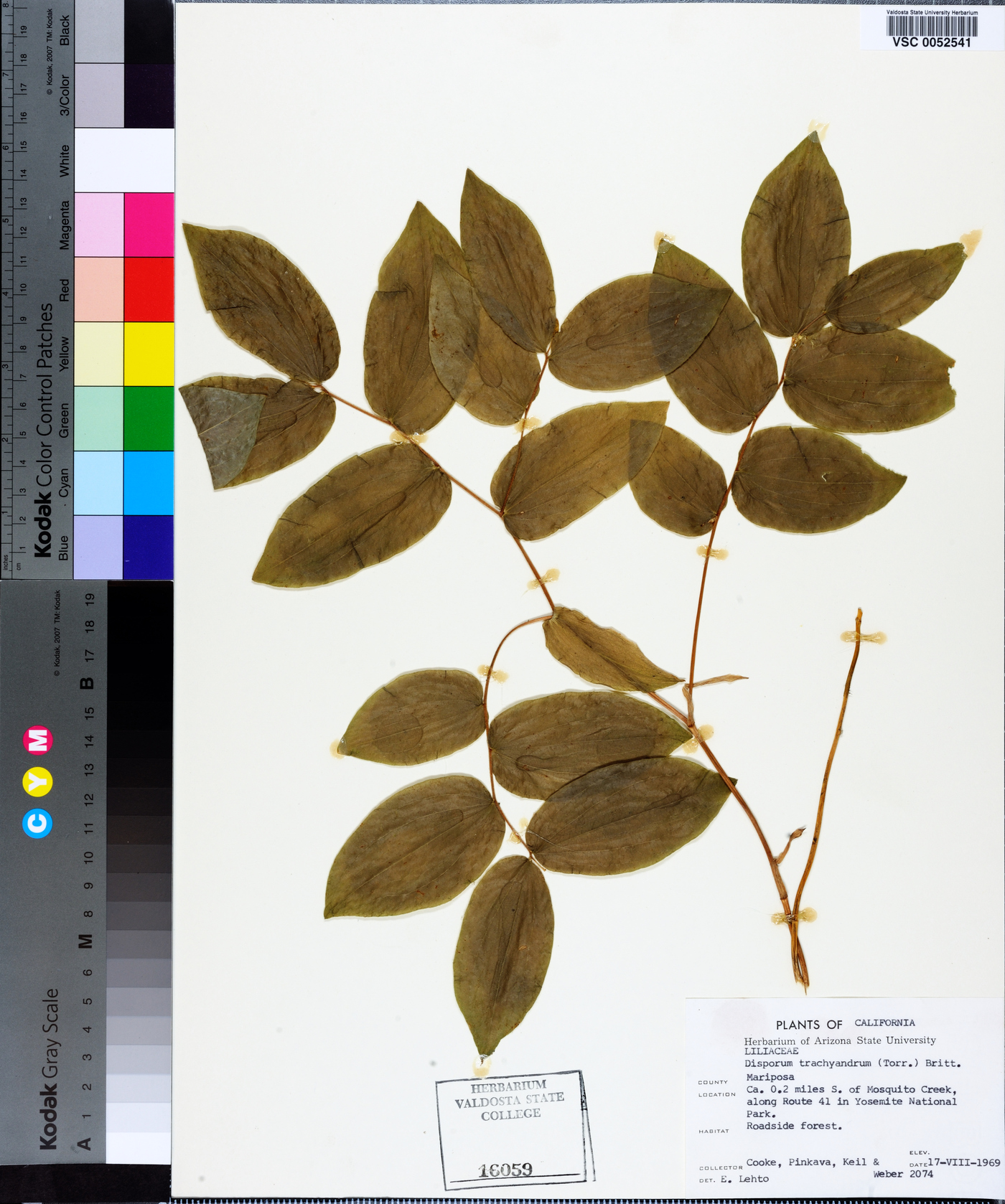 Prosartes hookeri var. hookeri image