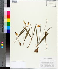 Erythronium mesochoreum image