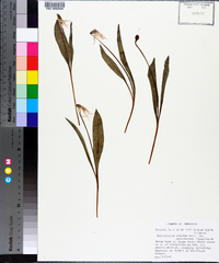 Erythronium mesochoreum image