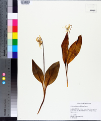 Erythronium grandiflorum image