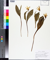 Erythronium rostratum image