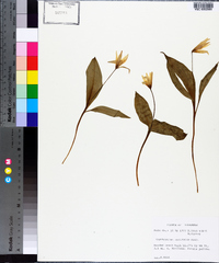 Erythronium rostratum image