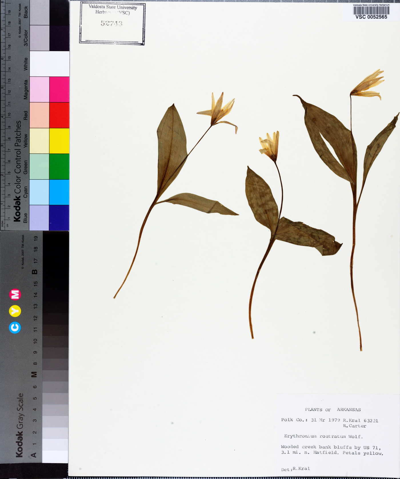 Erythronium rostratum image