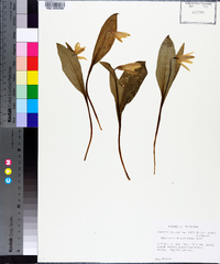 Erythronium rostratum image