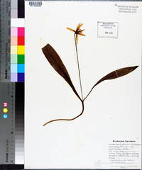 Erythronium albidum image