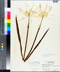 Hymenocallis duvalensis image