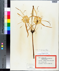 Hymenocallis duvalensis image