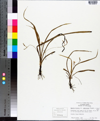 Hypoxis curtissii image