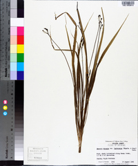 Hypoxis curtissii image