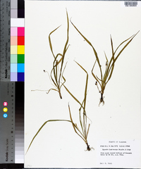 Hypoxis curtissii image