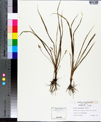 Hypoxis wrightii image