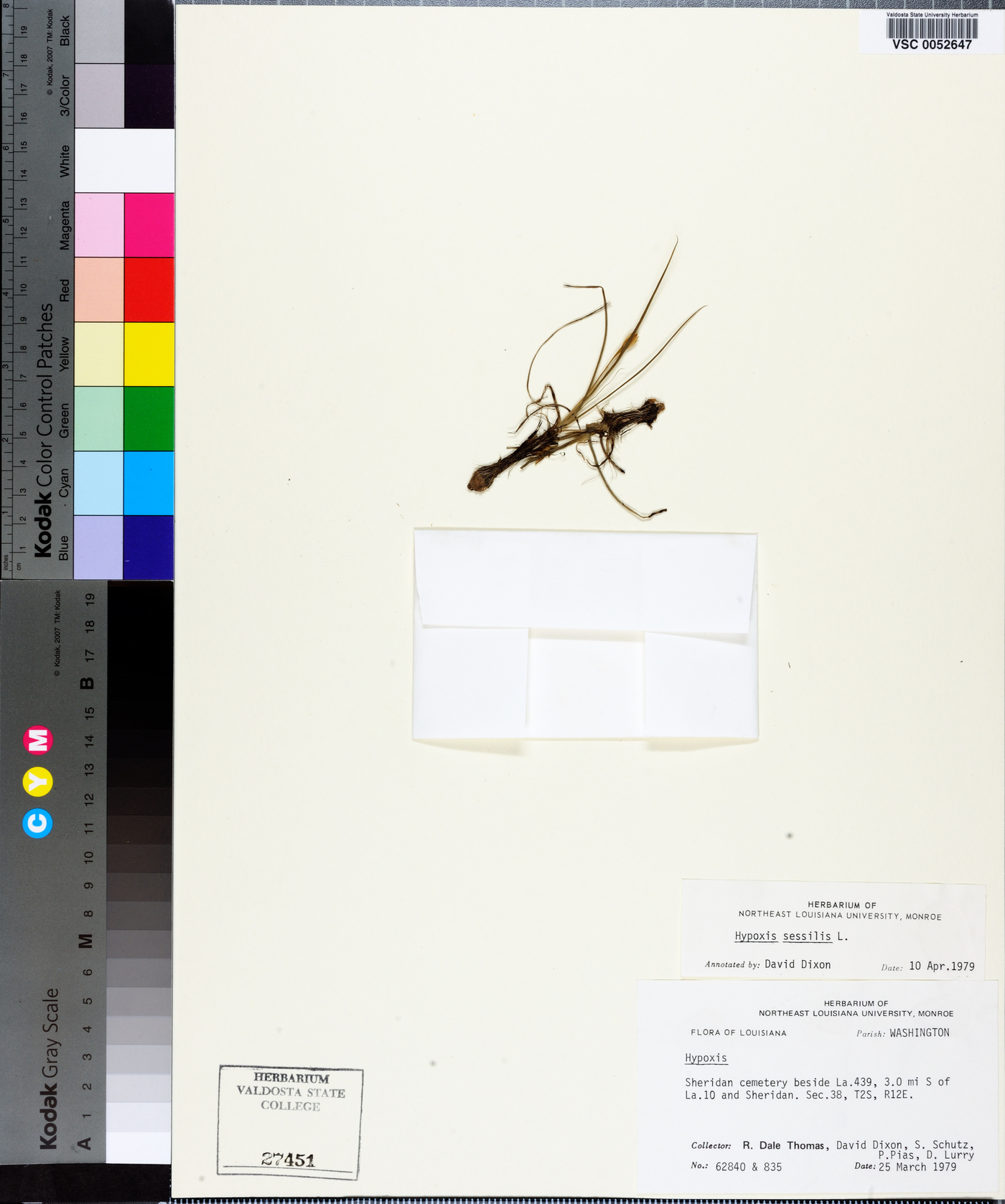 Hypoxis sessilis image