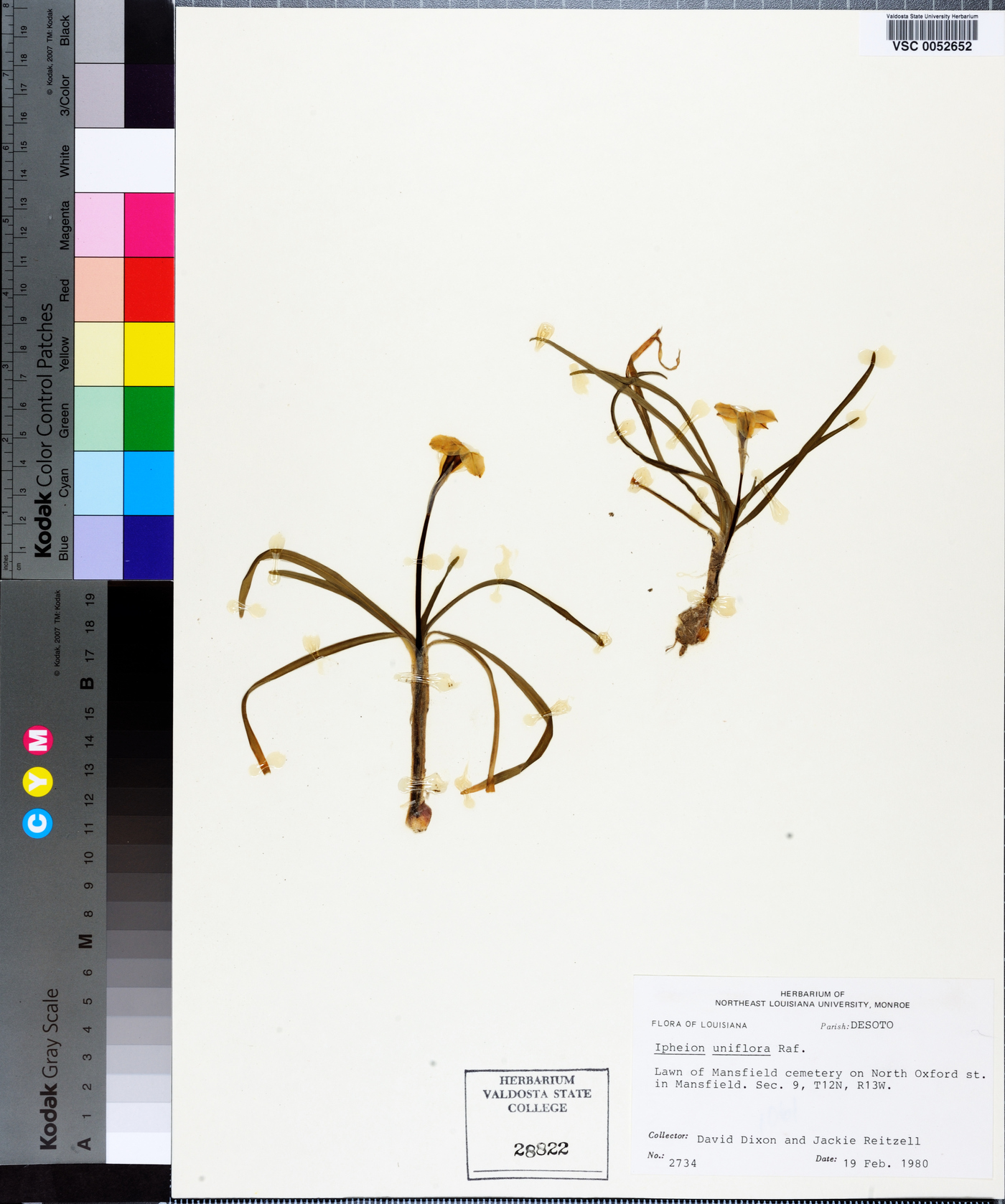 Tristagma uniflorum image