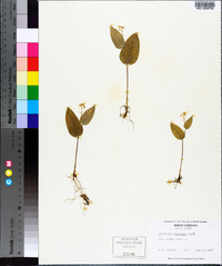 Maianthemum canadense image