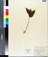 Maianthemum canadense image