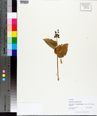 Maianthemum canadense image