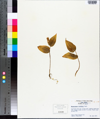 Maianthemum canadense image