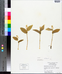 Maianthemum canadense image