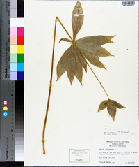 Medeola virginiana image