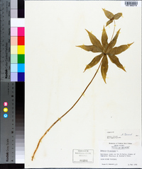 Medeola virginiana image