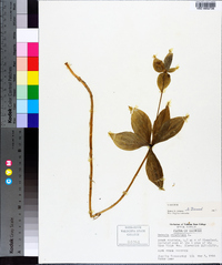 Medeola virginiana image