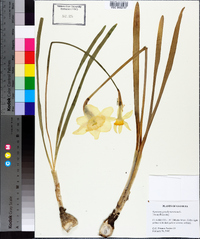 Narcissus pseudonarcissus image