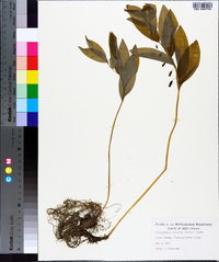 Polygonatum pubescens image