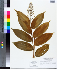 Maianthemum racemosum subsp. racemosum image