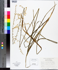 Stenanthium gramineum image