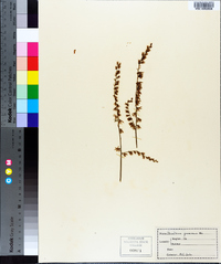 Stenanthium gramineum image