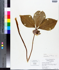 Trillium catesbaei image