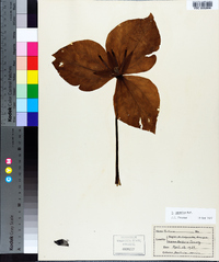 Trillium cuneatum image