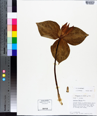 Trillium cuneatum image