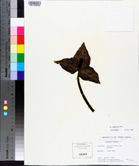 Trillium cuneatum image