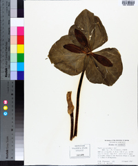 Trillium cuneatum image