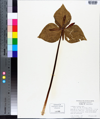 Trillium cuneatum image