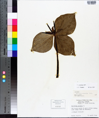 Trillium cuneatum image