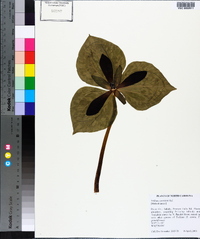 Trillium cuneatum image