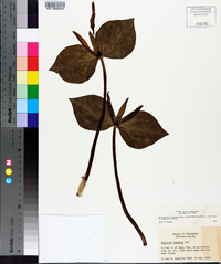 Trillium cuneatum image