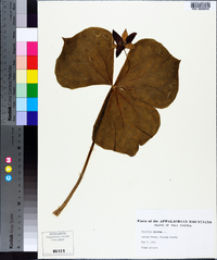 Trillium erectum image